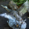 Forged Duck metal sculpture flying wild bird